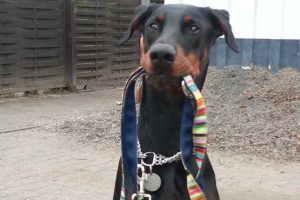 Natrix mit seiner Leine