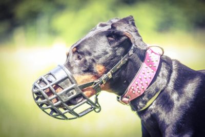 Dobermann Maulkorb