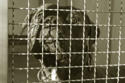 am_staff_mix_gulliver