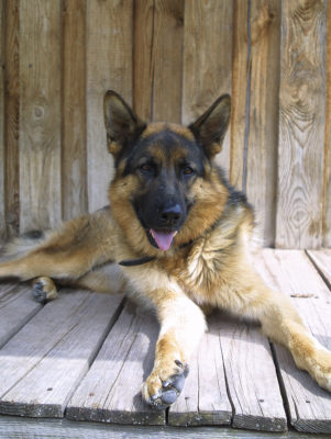 Enzo, Deutscher Schäferhund, mittelschwere HD, Schutztrieb, Tierheim Bamberg
