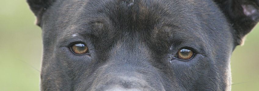 am_staff_mix_julian2