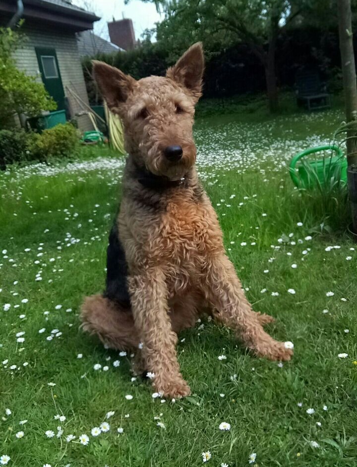 Kundenfeedback Problemhund Puck