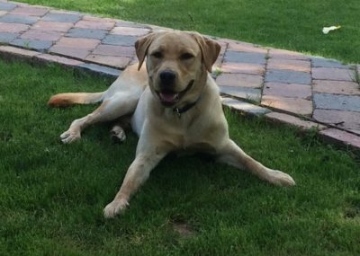 Kundenfeedback Problemhund Fred