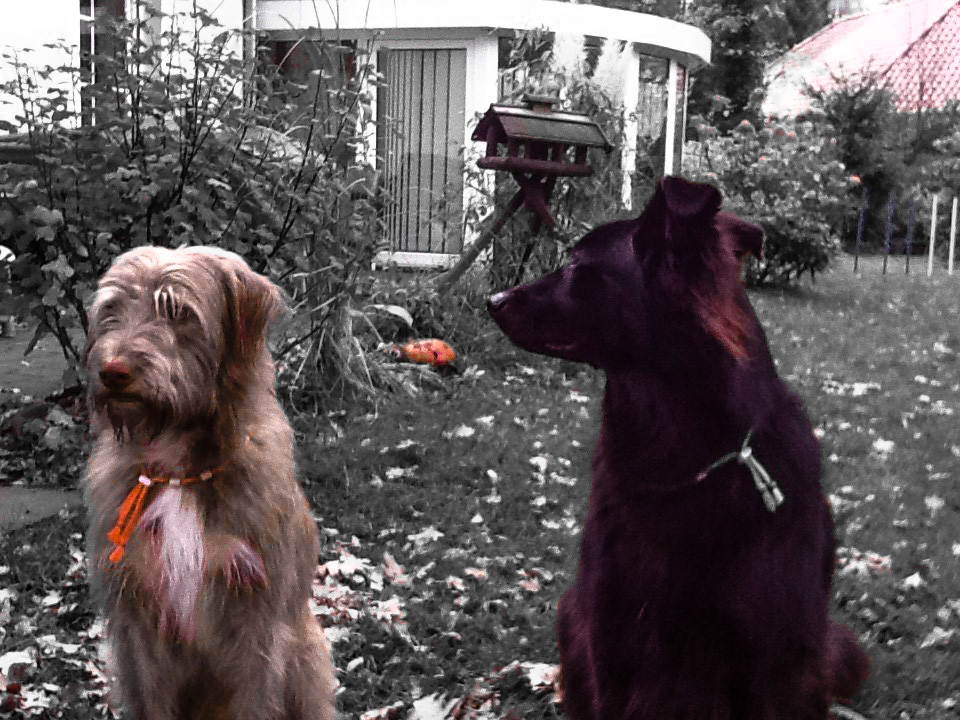 frodo und phil in der Hundeschule Zehengaenger