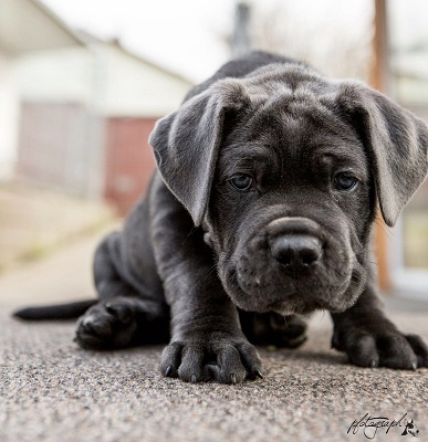 Giacomo - Cane Corso