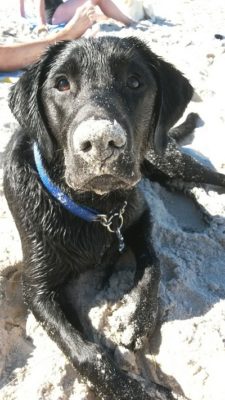 Kundenfeedback Bodi 03 - Hundetraining Zehengänger Isernhagen