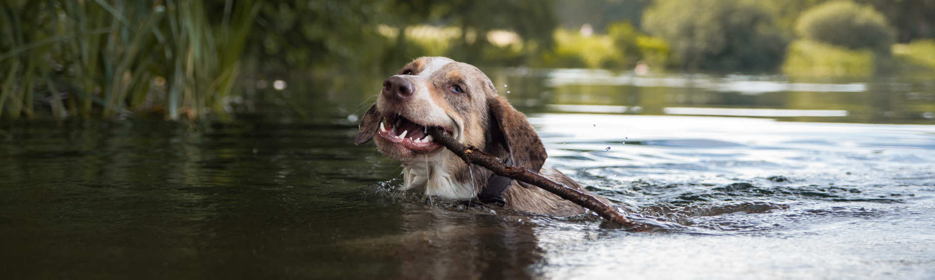 Hund im Wasser bei Stöckchen holen