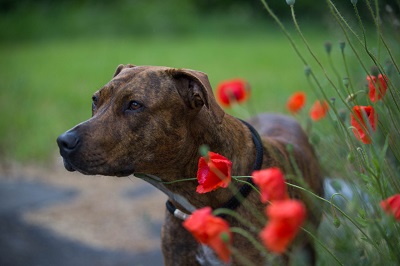 Jacky - Staffordshire-Dobermann-Mix