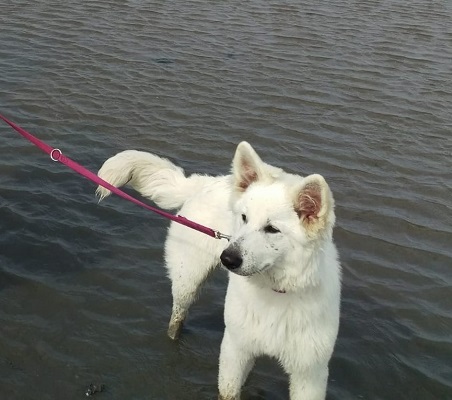 Malin - Schweizer Schäferhund