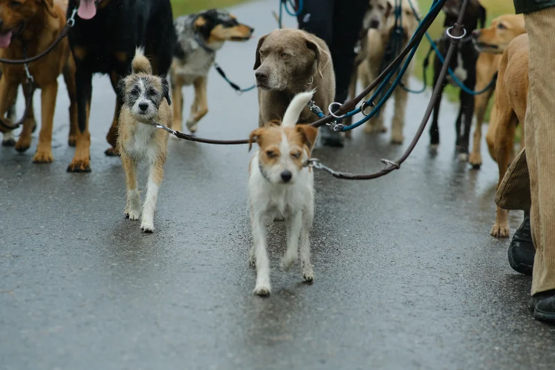 Viele Hunde an der Leine auf nasser Strasse