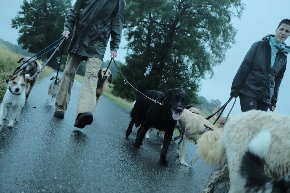 Das Zehengaenger-Team beim Gassi gehen bei Nieselregen