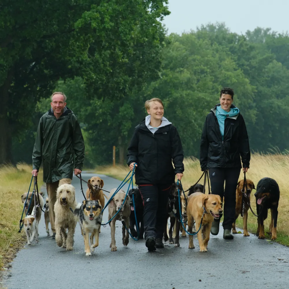Gassi gehen zu dritt in der Gruppe mit mehr als 12 Hunden