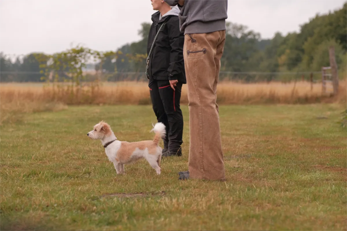 Hundeverhaltensberatung