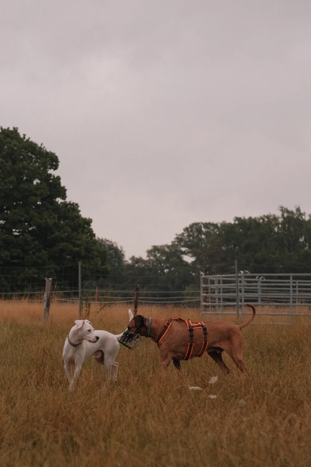 Hunde auf der Freilauffläche der Hundebetreuung Zehengänger