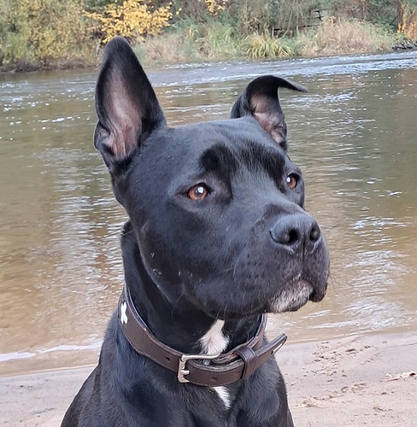 Talpi - Hund eines Kunden von Zehengaenger Verhaltensberatung