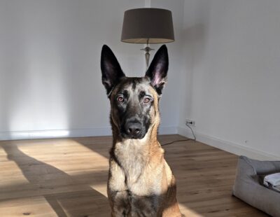 Betreuungskunde Amor