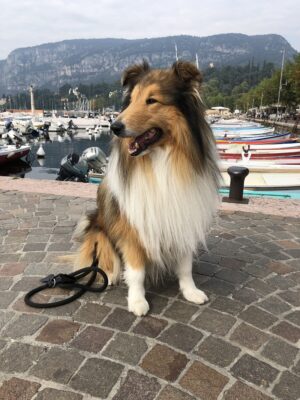 Trainingskunde Ceddie