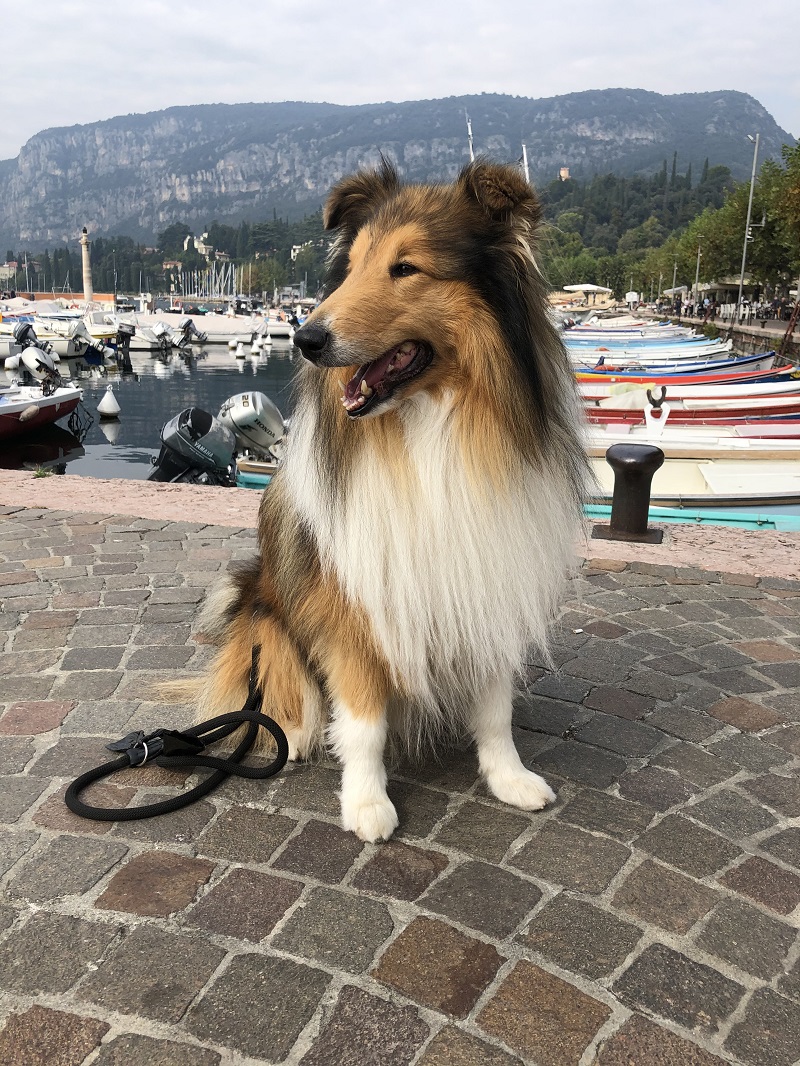 Trainingskunde Ceddie